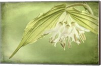 Framed Close-Up Of Hooker's Fairy Bell Flowers