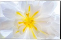 Framed Close-Up Of A Begonia Blossom