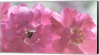 Framed Close-Up Of Pink Rose Blossoms