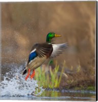 Framed Mallard Duck Takes Flight Off Lake Washington