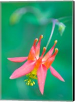 Framed Red Columbine Wildflower Blooms