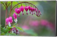 Framed Row Of Bleeding Heart Flowers