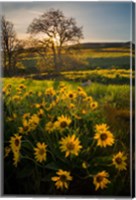 Framed Arrowleaf Balsamroot Wildflowers At Columbia Hills State Park