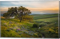 Framed Oak Tree At Columbia Hills State Park