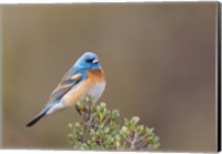 Framed Lazuli Bunting On A Perch At The Umtanum Creek Recreational Are