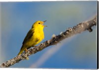Framed Yellow Warbler Sings From A Perch