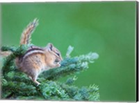 Framed Chipmunk Feeds On New Growth Of Subalpine Fur Needles