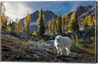 Framed Adult, Male Mountain Goat