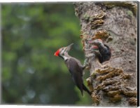 Framed Pileated Woodpecker With Begging Chicks