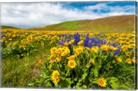 Framed Spring Wildflowers Cover The Meadows At Columbia Hills State Park