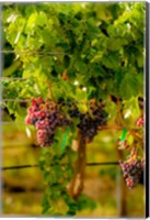 Framed Grenache Block In A Vineyard