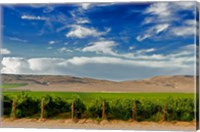 Framed Mattawa Vineyard On The Wahluke Slope