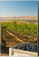 Framed Bin Of Cabernet Sauvignon Grapes At Harvest