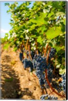 Framed Vineyard Grapes Near Harvest