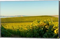 Framed Vineyard At Royal Slope, Washington State