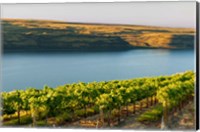 Framed Vineyard Overlooking The Columbia River