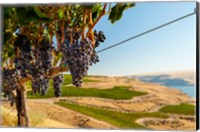 Framed Merlot Grapes Hanging In A Vineyard