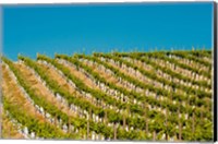 Framed Rows Of Young Vines