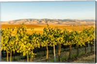 Framed Blue Mountains Overlook A Vineyard, Washington State