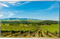 Framed Vineyard Landscape In Walla Walla