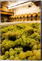 Framed Bin Of Chardonnay Grapes Awaits Beind Crushed