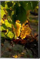 Framed Harvest Time In A Vineyard