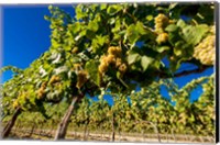 Framed Riesling Grapes In A Columbia River Valley Vineyard