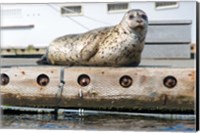 Framed Harbor Seal  Out On A Dock