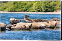 Framed Harbor Seal Gathering At Liberty Bay