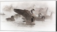 Framed Artistic Shot Of Canadian Geese In The Mist