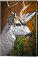 Framed Close-Up Of A Mule Deer