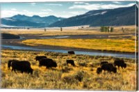 Framed Bison Herd Feeding, Lamar River Valley, Yellowstone National Park