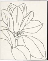 Framed Magnolia Line Drawing v2 Crop