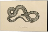 Framed Vintage Boa Constrictor