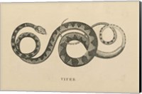 Framed Vintage Viper