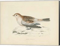 Framed Snow Bunting Print