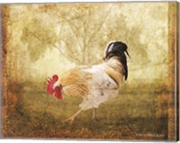 Framed Vintage Scratching Rooster