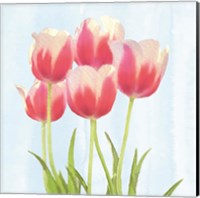 Framed 'Fresh Spring Tulips III' border=