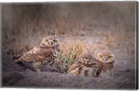 Framed Burrowing Owl