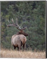 Framed Bull Elk in Montana II