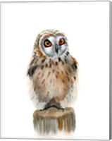 Framed Spotted Owl