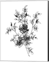 Framed Sketchbook Flowers on White II
