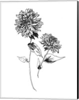 Framed Sketchbook Flowers on White IV