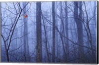 Framed Red Cardinal in a Blue Forest