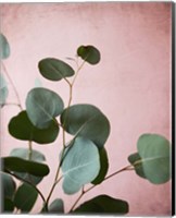 Framed Sage Eucalyptus No. 2