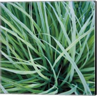 Framed Grass with Morning Dew