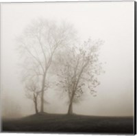 Framed Four Trees in Fog