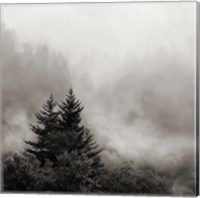 Framed Rising Mist, Smoky Mountains