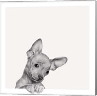 Framed Sweet Chihuahua