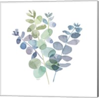 Framed Natural Inspiration Blue Eucalyptus on White II